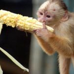 monkey-eating-corn