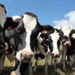 cow-826×495