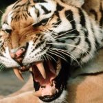 Bengal-tiger